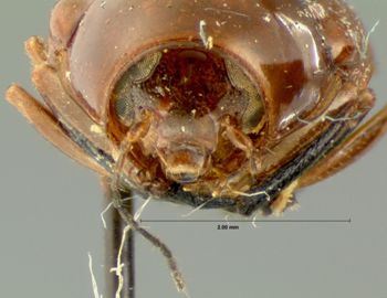 Media type: image; Entomology 20026   Aspect: head frontal view